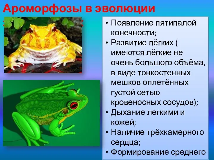 Ароморфозы в эволюции земноводных Появление пятипалой конечности; Развитие лёгких ( имеются