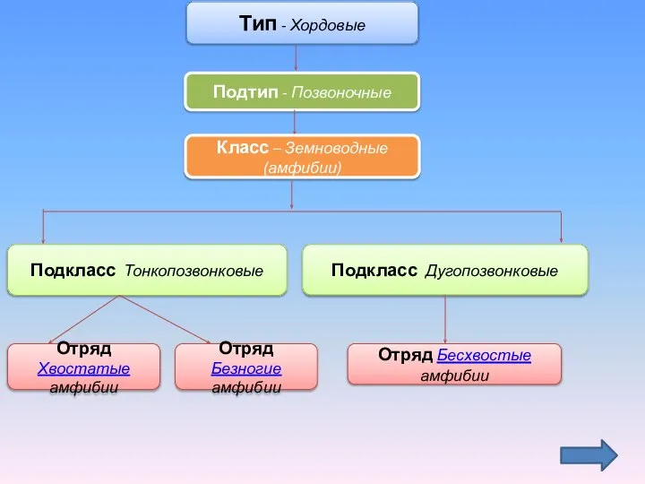 Тип - Хордовые Подтип - Позвоночные Класс – Земноводные (амфибии) Подкласс