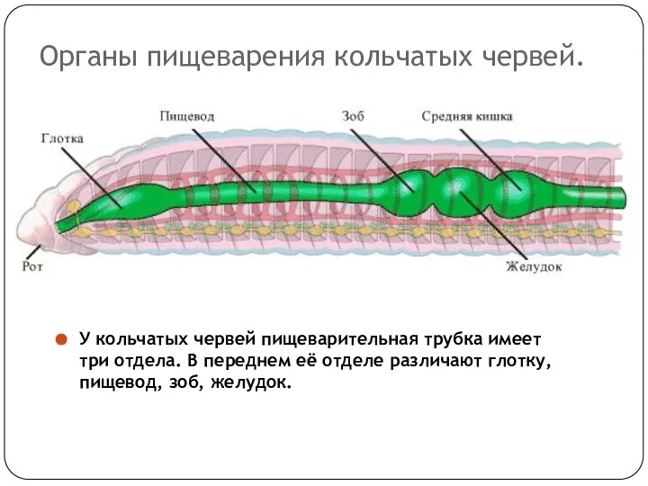 Органы пищеварения кольчатых червей. У кольчатых червей пищеварительная трубка имеет три