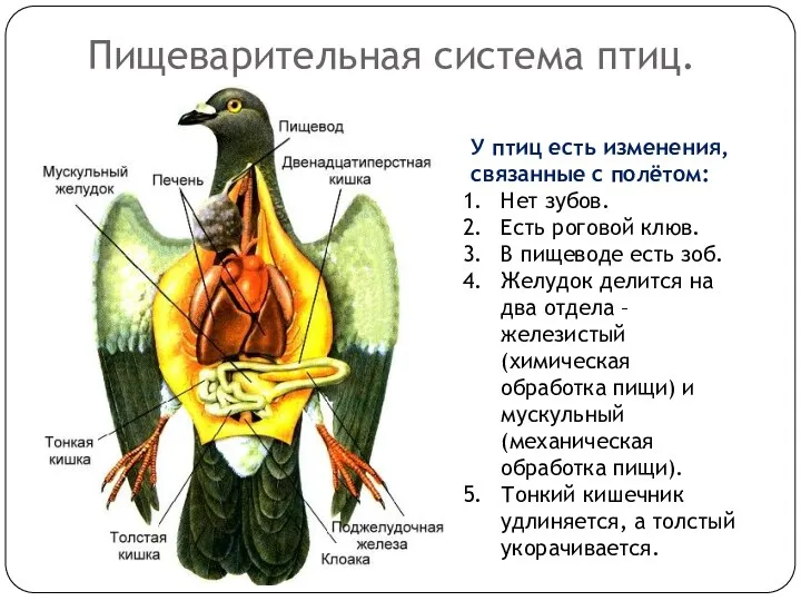 Пищеварительная система птиц. У птиц есть изменения, связанные с полётом: Нет