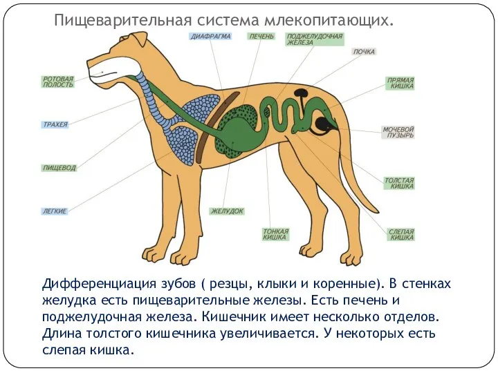 Пищеварительная система млекопитающих. Дифференциация зубов ( резцы, клыки и коренные). В