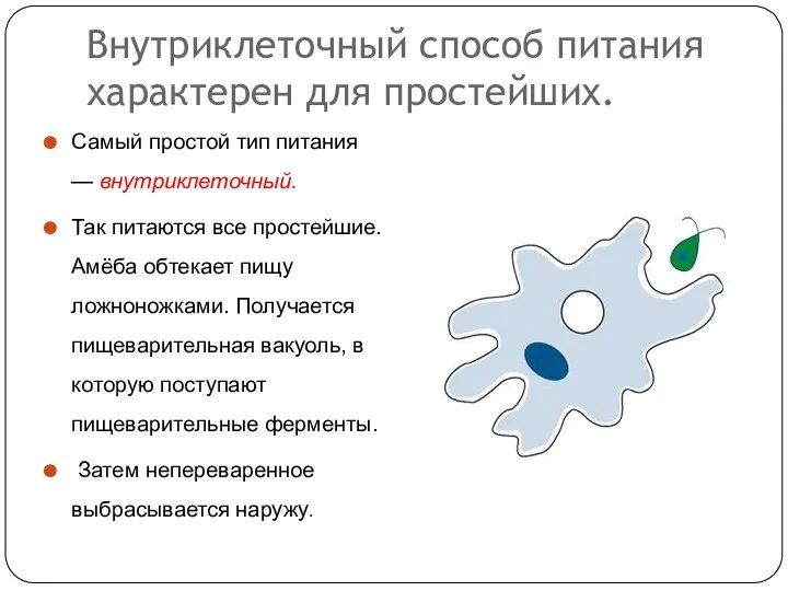 Внутриклеточный способ питания характерен для простейших. Самый простой тип питания —