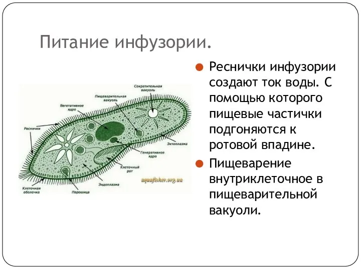 Питание инфузории. Реснички инфузории создают ток воды. С помощью которого пищевые