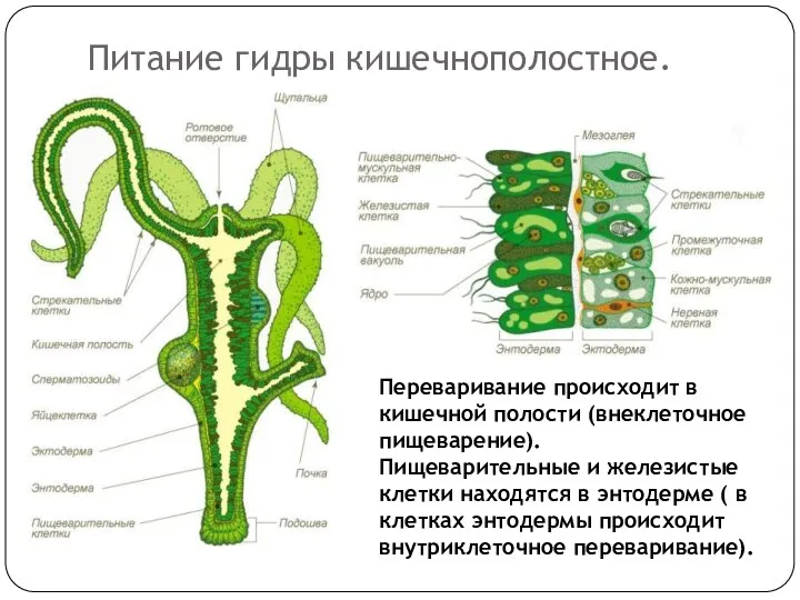 Питание гидры кишечнополостное. Переваривание происходит в кишечной полости (внеклеточное пищеварение). Пищеварительные