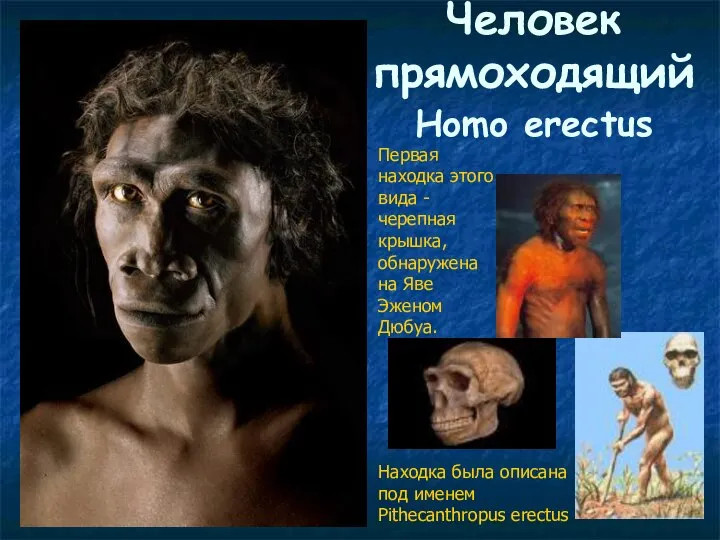 Человек прямоходящий Homo erectus Первая находка этого вида - черепная крышка,