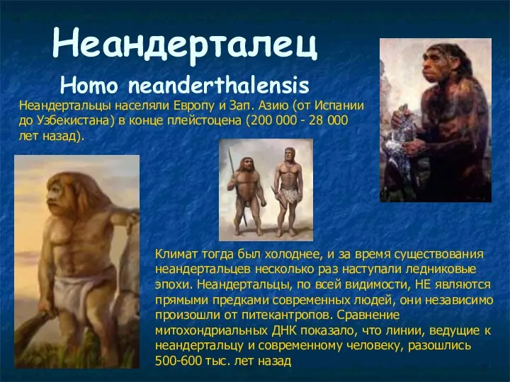 Неандерталец Нomo neanderthalensis Неандертальцы населяли Европу и Зап. Азию (от Испании