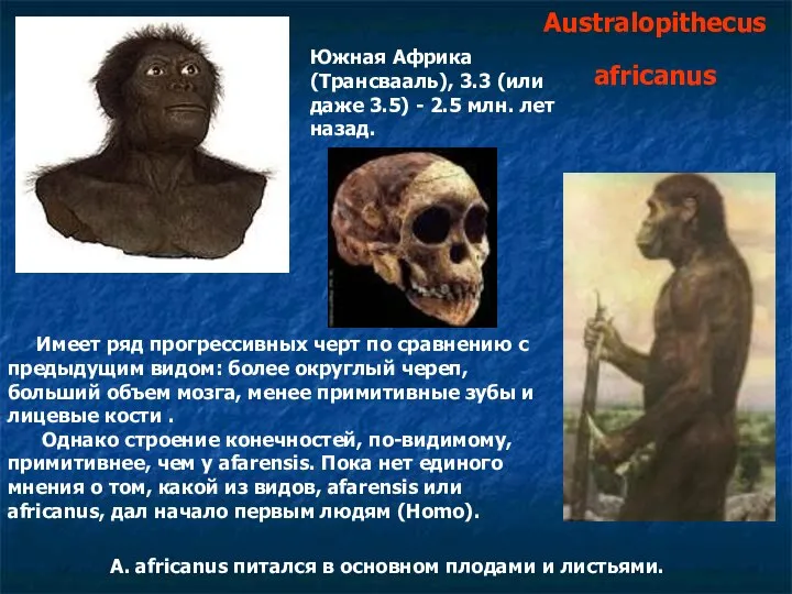 Australopithecus africanus Южная Африка (Трансвааль), 3.3 (или даже 3.5) - 2.5