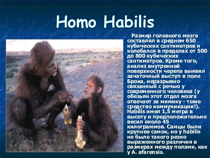 Homo Habilis Размер головного мозга составлял в среднем 650 кубических сантиметров