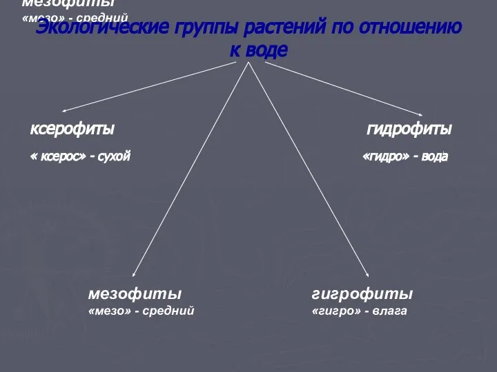 мезофиты «мезо» - средний Экологические группы растений по отношению к воде