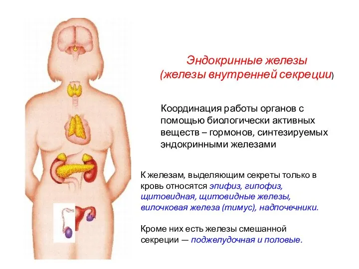 Эндокринные железы (железы внутренней секреции) К железам, выделяющим секреты только в