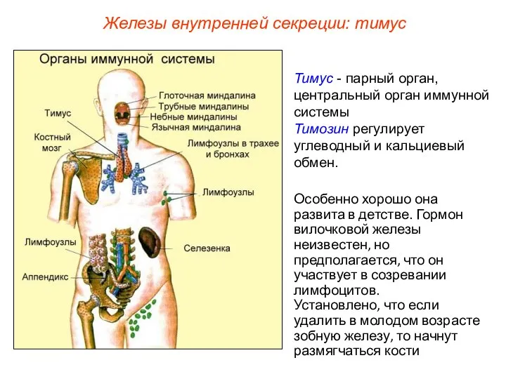 Тимус - парный орган, центральный орган иммунной системы Тимозин регулирует углеводный