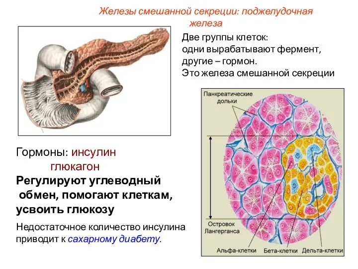 Железы смешанной секреции: поджелудочная железа Две группы клеток: одни вырабатывают фермент,