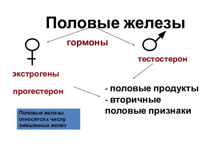 Половые железы гормоны экстрогены прогестерон тестостерон - половые продукты - вторичные