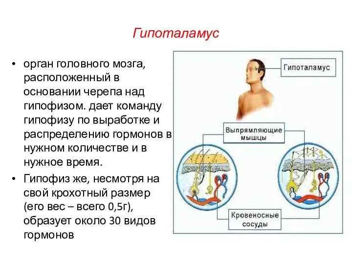 Гипоталамус орган головного мозга, расположенный в основании черепа над гипофизом. дает