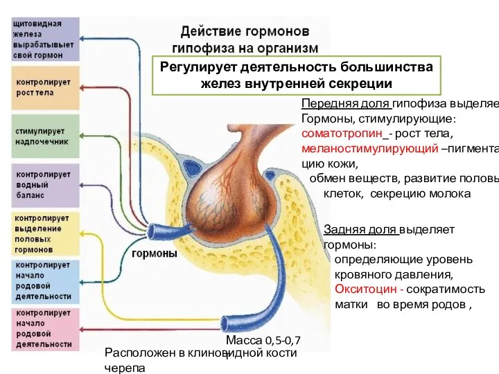 Передняя доля гипофиза выделяет Гормоны, стимулирующие: соматотропин_- рост тела, меланостимулирующий –пигмента-