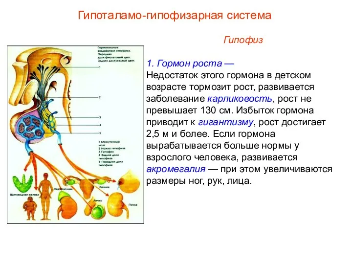 Гипофиз 1. Гормон роста — Недостаток этого гормона в детском возрасте