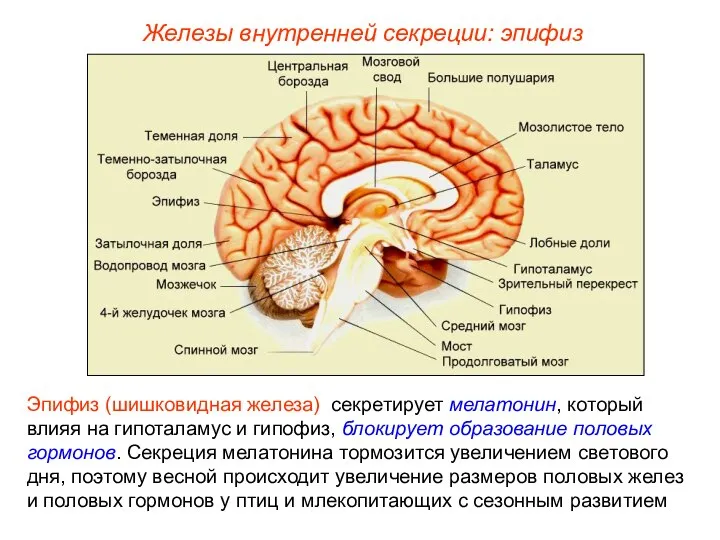 Железы внутренней секреции: эпифиз Эпифиз (шишковидная железа) секретирует мелатонин, который влияя