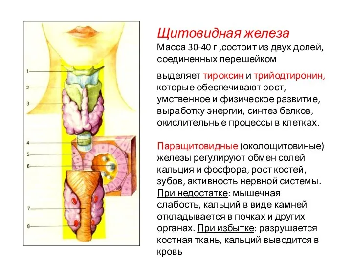 выделяет тироксин и трийодтиронин, которые обеспечивают рост, умственное и физическое развитие,