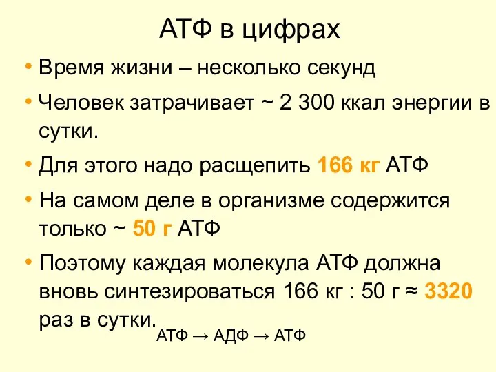 АТФ в цифрах Время жизни – несколько секунд Человек затрачивает ~