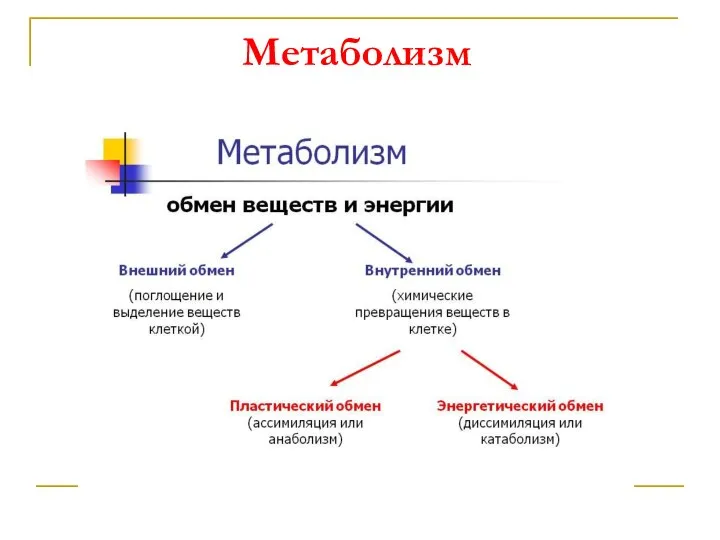 Метаболизм