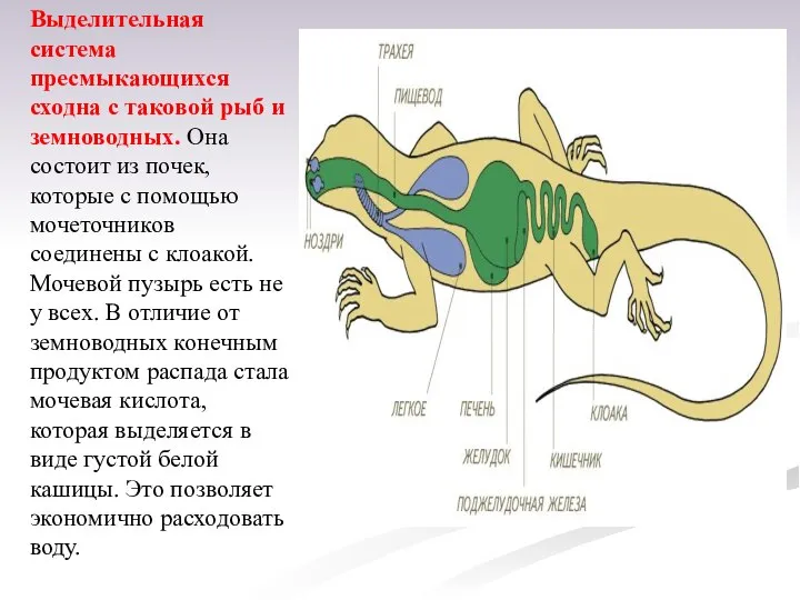 Выделительная система пресмыкающихся сходна с таковой рыб и земноводных. Она состоит