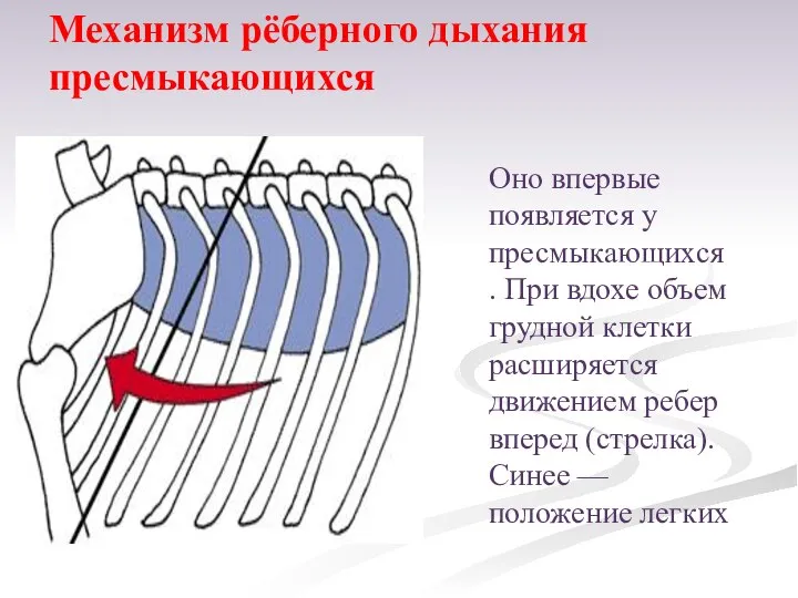 Оно впервые появляется у пресмыкающихся. При вдохе объем грудной клетки расширяется