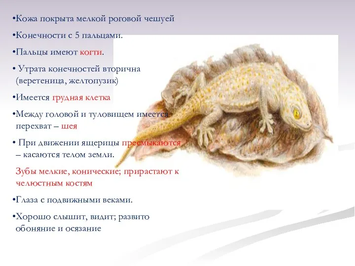 Кожа покрыта мелкой роговой чешуей Конечности с 5 пальцами. Пальцы имеют