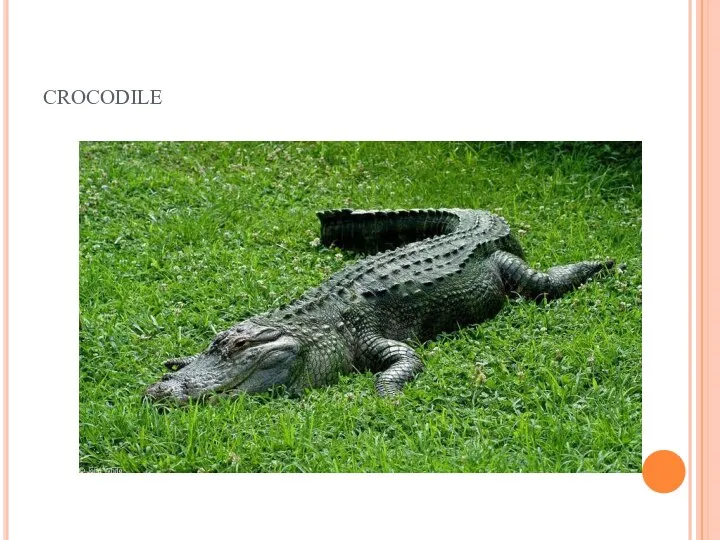 crocodile