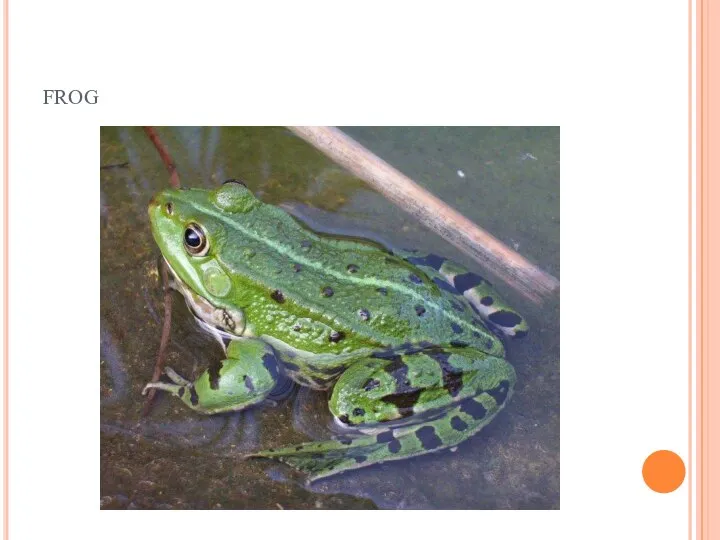 frog