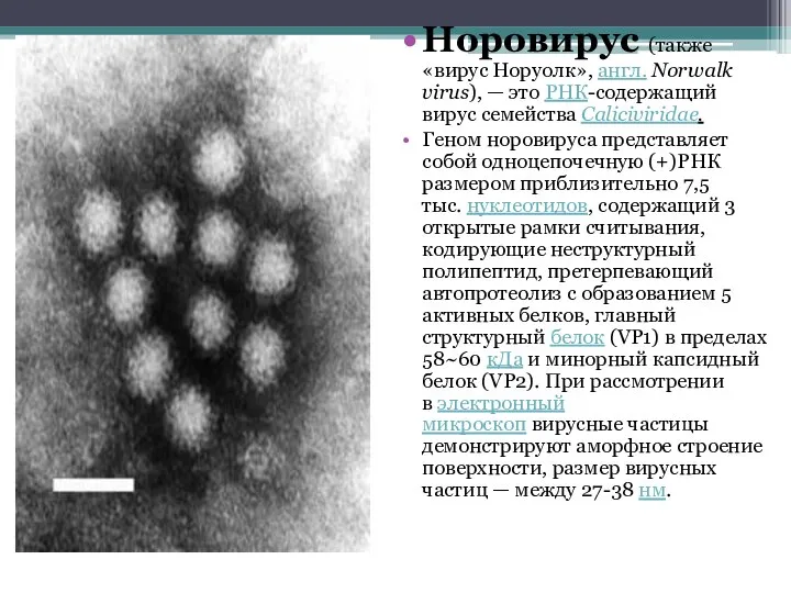 Норовирус (также «вирус Норуолк», англ. Norwalk virus), — это РНК-содержащий вирус