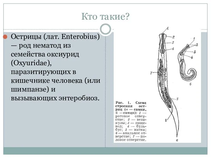 Острицы (лат. Enterobius) — род нематод из семейства оксиурид (Oxyuridae), паразитирующих