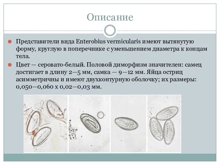 Описание Представители вида Enterobius vermicularis имеют вытянутую форму, круглую в поперечнике