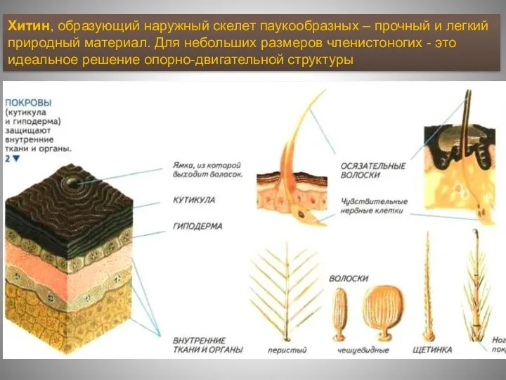 Хитин, образующий наружный скелет паукообразных – прочный и легкий природный материал.