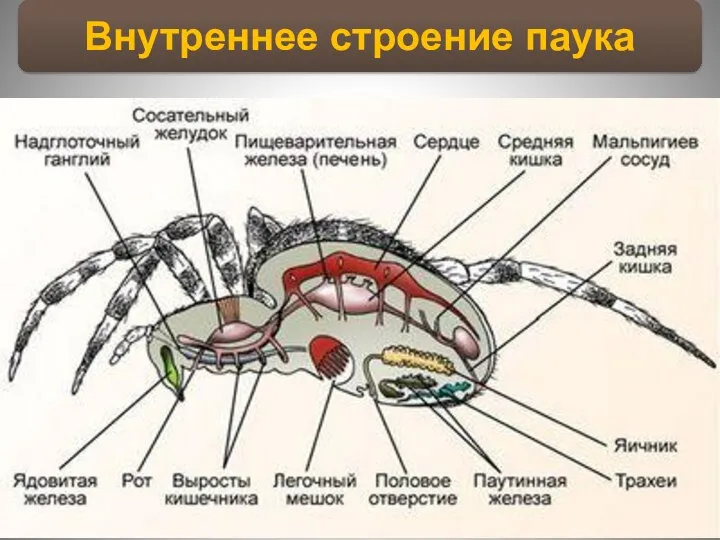 Внутреннее строение паука