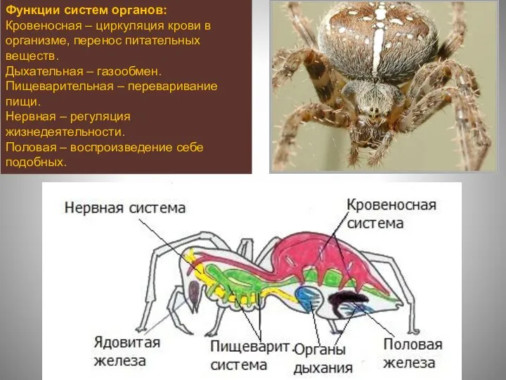 Функции систем органов: Кровеносная – циркуляция крови в организме, перенос питательных