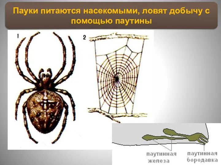 Пауки питаются насекомыми, ловят добычу с помощью паутины