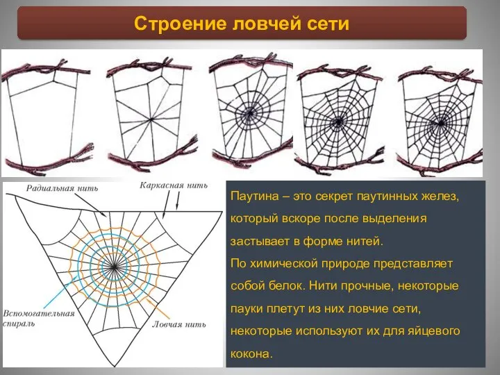 Строение ловчей сети Паутина – это секрет паутинных желез, который вскоре