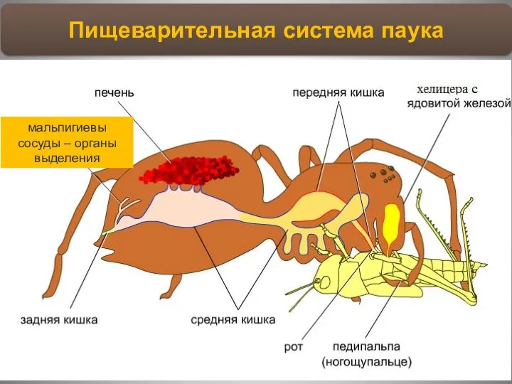 Пищеварительная система паука Мускулистая глотка, который функционирует по принципу насоса, через