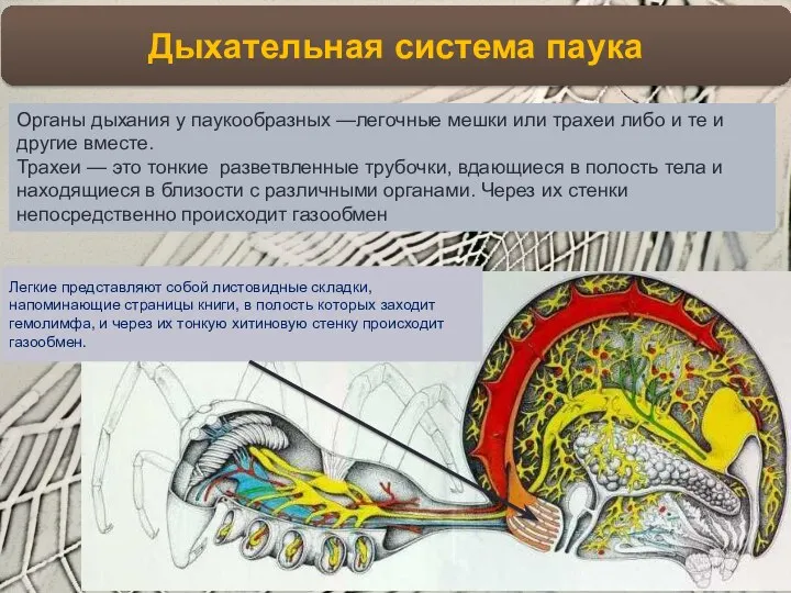 Дыхательная система паука Органы дыхания у паукообразных —легочные мешки или трахеи