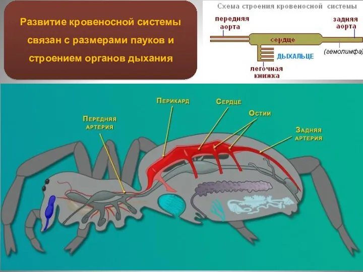 Развитие кровеносной системы связан с размерами пауков и строением органов дыхания