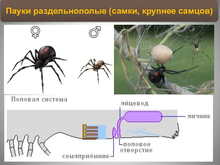 Пауки раздельнополые (самки, крупнее самцов)