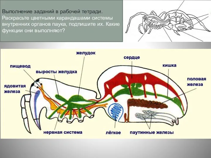 Выполнение заданий в рабочей тетради. Раскрасьте цветными карандашами системы внутренних органов