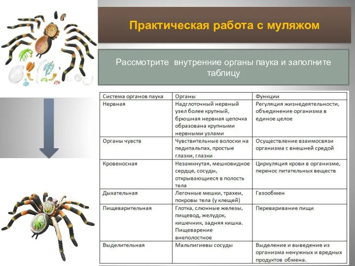 Практическая работа с муляжом Рассмотрите внутренние органы паука и заполните таблицу