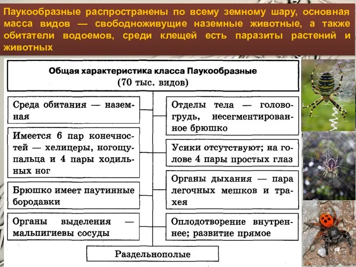 Паукообразные распространены по всему земному шару, основная масса видов — свободноживущие