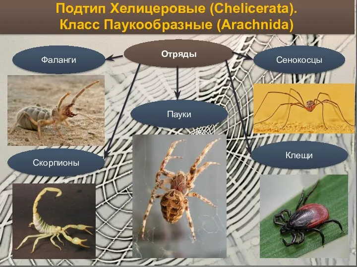 Подтип Хелицеровые (Chelicerata). Класс Паукообразные (Arachnida) Отряды Сенокосцы Фаланги Скорпионы Клещи Пауки