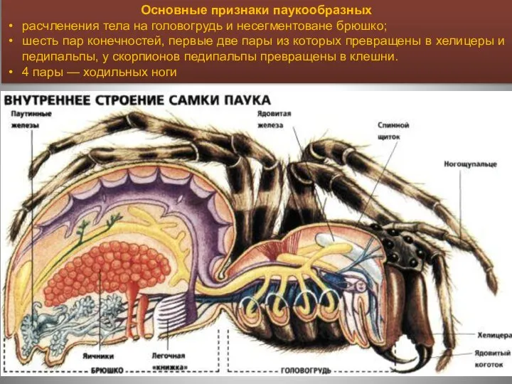 Основные признаки паукообразных расчленения тела на головогрудь и несегментоване брюшко; шесть