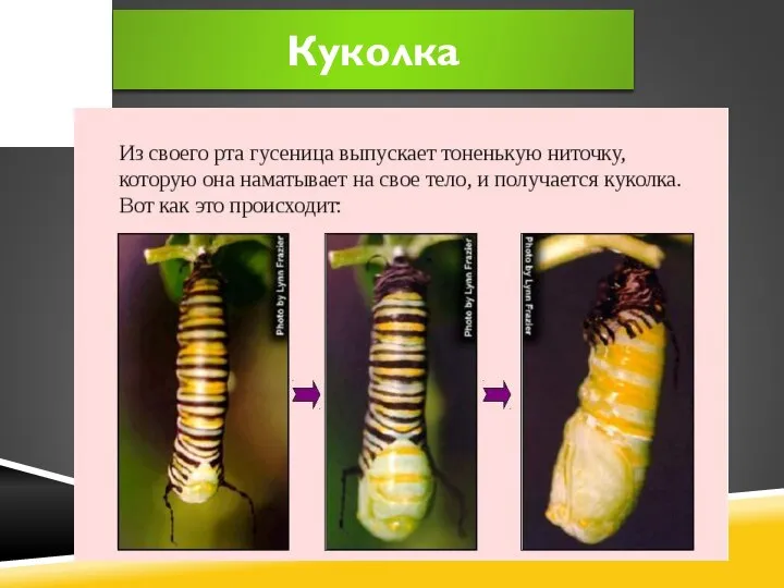 Куколка