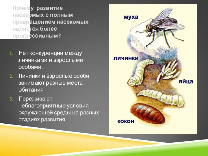 Почему развитие насекомых с полным превращением насекомых является более прогрессивным? Нет