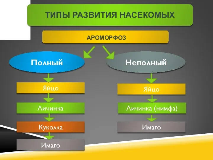 ТИПЫ РАЗВИТИЯ НАСЕКОМЫХ АРОМОРФОЗ Полный Неполный Яйцо Личинка Куколка Имаго Яйцо Личинка (нимфа) Имаго