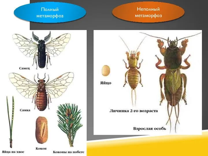 Полный метаморфоз Неполный метаморфоз